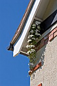 CLEMATIS MONTANA ELIZABETH GROWING IN THE EAVES OF HOUSE,  SEED CARRIED BY BIRD