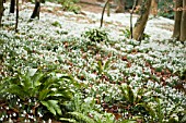 FERNS AND GALANTHUS,  SNOWDROP WOOD AT PAINSWICK ROCOCCO GARDEN