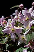 CLEMATIS MONTANA RUBENS