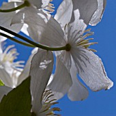 CLEMATIS MONTANA ALBA