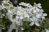 CLEMATIS MONTANA ALBA