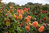 DAHLIAS IN HOT SUMMER BORDER,  AGAINST IPOMEA LOBATA,  AT LA ROCHE GOYAN,  FRANCE