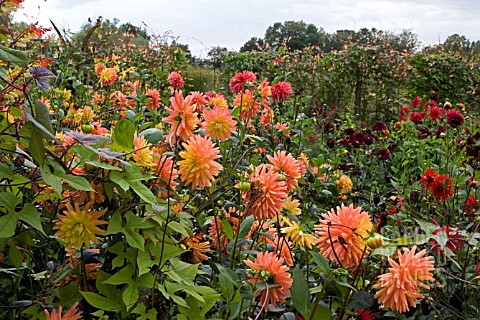 DAHLIAS_IN_HOT_SUMMER_BORDER__AGAINST_IPOMEA_LOBATA__AT_LA_ROCHE_GOYAN__FRANCE