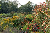 IPOMOEA LOBATA AND HOT MIXED BORDER AT LA ROCHE GOYAN,  FRANCE,  AUGUST