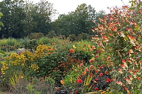 IPOMOEA_LOBATA_AND_HOT_MIXED_BORDER_AT_LA_ROCHE_GOYAN__FRANCE__AUGUST