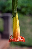 BRUGMANSIA SANGUINEA