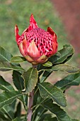 PROTEA CYNAROIDES,  KING PROTEA,  CAPE ARTICHOKE