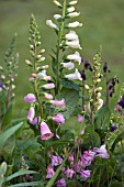 DIGITALIS PURPUREA,  FOXGLOVES