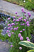 ALLIUM SCHOENOPRASUM,  CHIVES