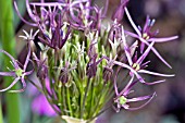 ALLIUM CHRISTOPHII