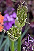 ALLIUM CHRISTOPHII BUD OPENING