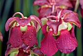 SARRACENIA LEUCOPHYLLA,  PITCHER PLANT