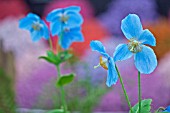 MECONOPSIS SHELDONII,  HIMALAYAN POPPY