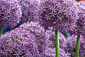 ALLIUM GLOBEMASTER