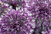 ALLIUM SPHAEROCEPHALON