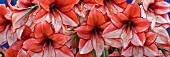 HIPPEASTRUM CHARISMA