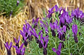 LAVANDULA STOECHAS VICTORY