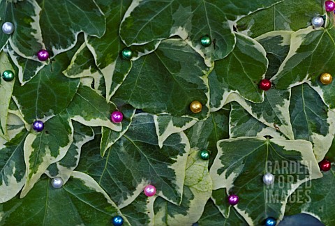 HEDERA_HELIX_WITH_BEADS