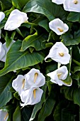 ZANTEDESCHIA,  ARUM LILY,  MAY