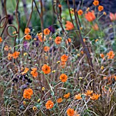 GEUM AND CAREX,  MAY