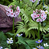 PRIMULA APPLE BLOSSOM