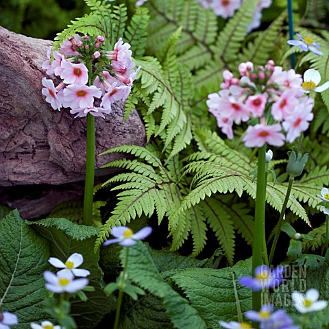 PRIMULA_APPLE_BLOSSOM