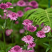 ASTRANTIA ROMA