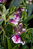 ZYGOPETALUM LOUISENDORF,  ORCHID