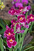 MILTONIOPSIS SPECTABILIS,  ORCHID