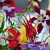 AQUILEGIA STATE SERIES MIXED