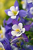 AQUILEGIA STATE SERIES VIRGINIA