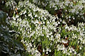 GALANTHUS,  SNOWDROPS