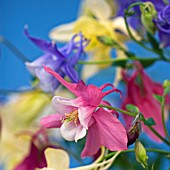 AQUILEGIA BUTTERFLY SERIES MIXED