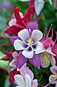 AQUILEGIA SONGBIRD SERIES MIXED