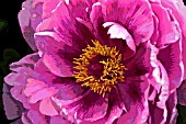 PAEONIA AKASHIGATA,  PEONY,  (MANIPULATED)