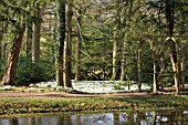 GALANTHUS,  SNOWDROP WOOD AT PAINSWICK ROCOCCO GARDEN