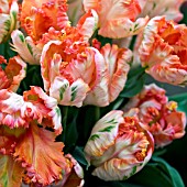 TULIPA APRICOT PARROT