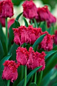 TULIPA BARBADOS