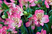 ALSTROEMERIA DAWN