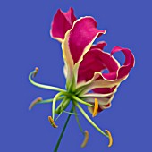 GLORIOSA ROTHSCHILDIANA,  (GLORY LILY)