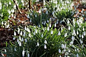 GALANTHUS,  SNOWDROPS