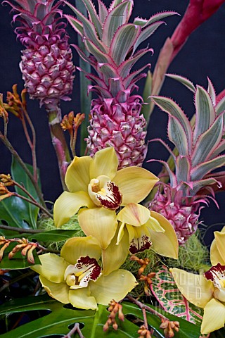 CYMBIDIUMS_AND_PINEAPPLES_WITH_KANGAROO_PAW__IN_EXOTIC_ARRANGEMENT
