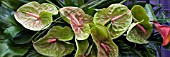 ANTHURIUM ARRANGEMENT