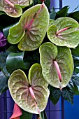 ANTHURIUM ARRANGEMENT