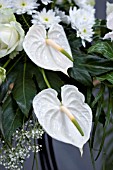 ANTHURIUM ARRANGEMENT