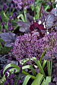 ALLIUMS AND PURPLE FLOWERS IN ASSOCIATION