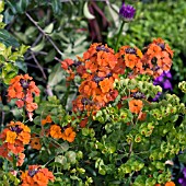 ERYSIMUM AND EUPHORBIA IN ASSOCIATION