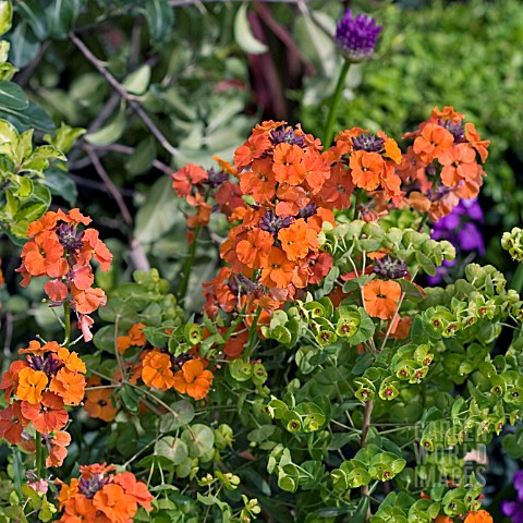 ERYSIMUM_AND_EUPHORBIA_IN_ASSOCIATION