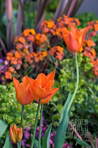 TULIPS_IN_MIXED_SPRING_BORDER