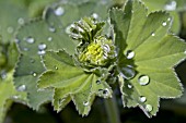 ALCHEMILLA MOLLIS AFTER THE RAIN